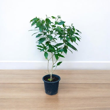 Tabernaemontana Divaricata, Crape Jasmine